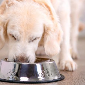Memilih Nutrisi yang Tepat: Makanan Terbaik untuk Anjing dengan Kulit Sensitif
